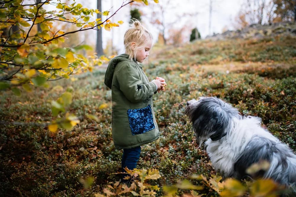 12 dog-friendly places in Southern Sweden