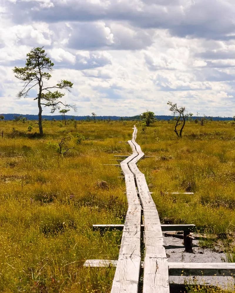 Store Mosse National Park